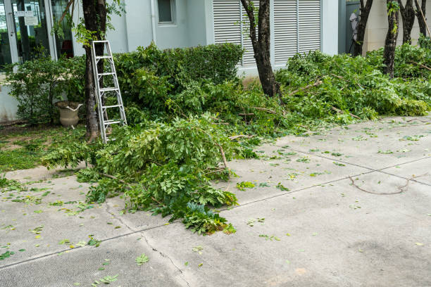 Best Leaf Removal  in Thatcher, UT