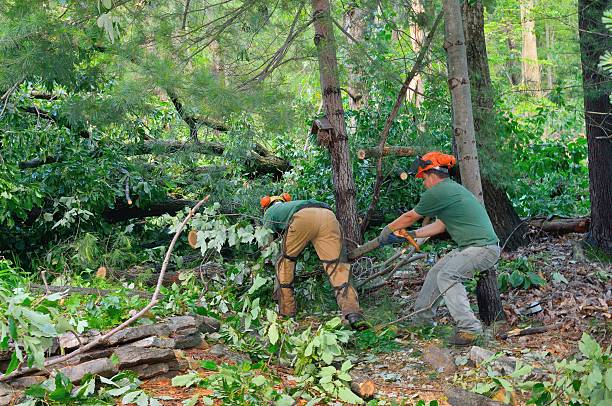  Thatcher, UT Tree Care Services Pros