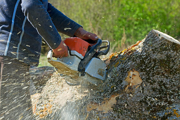 Best Stump Grinding and Removal  in Thatcher, UT