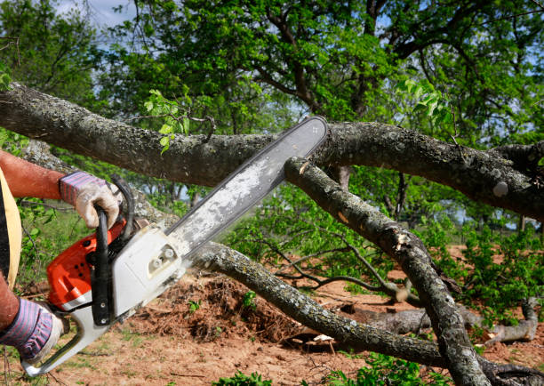 How Our Tree Care Process Works  in  Thatcher, UT